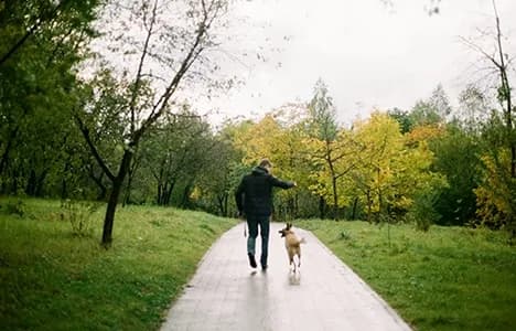 A man walking his dog along a tree-lined path